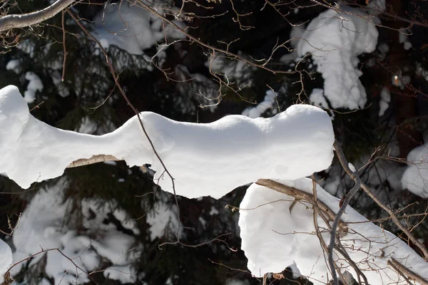 Bäume Und Sträucher Äste Mit Schnee Bedeckt — Stockfoto