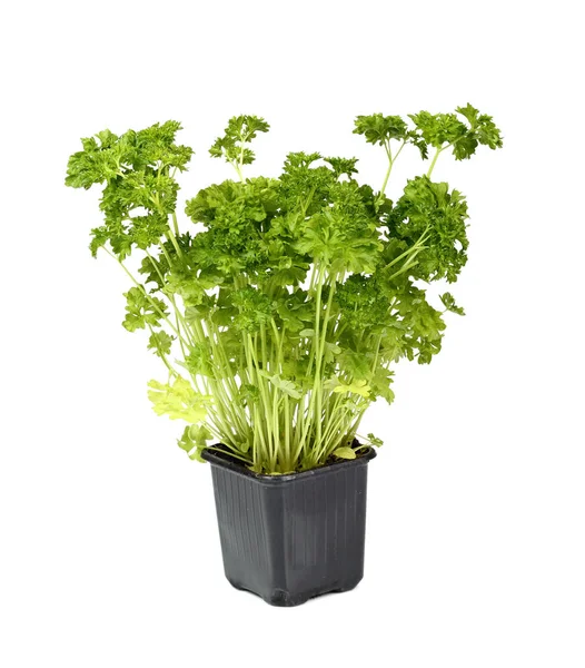 Inggris Parsley Sprouts Flower Pot Terisolasi Pada Latar Belakang Putih — Stok Foto