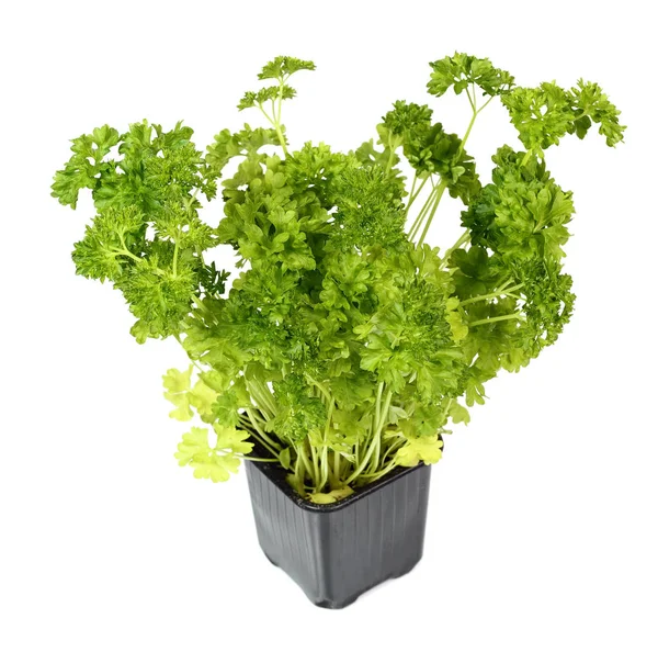 Inggris Parsley Sprouts Flower Pot Terisolasi Pada Latar Belakang Putih — Stok Foto