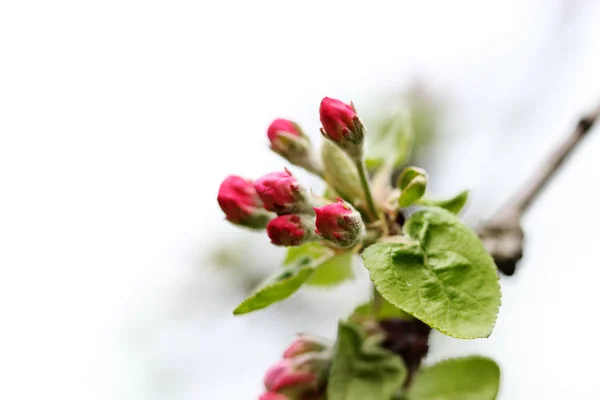 Rami Albero Con Foglie Fiori Verdi Vicino — Foto Stock