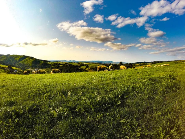 Troupeau Moutons Fond Chaîne Montagnes Beskid Sadecki Près Rytro Village — Photo