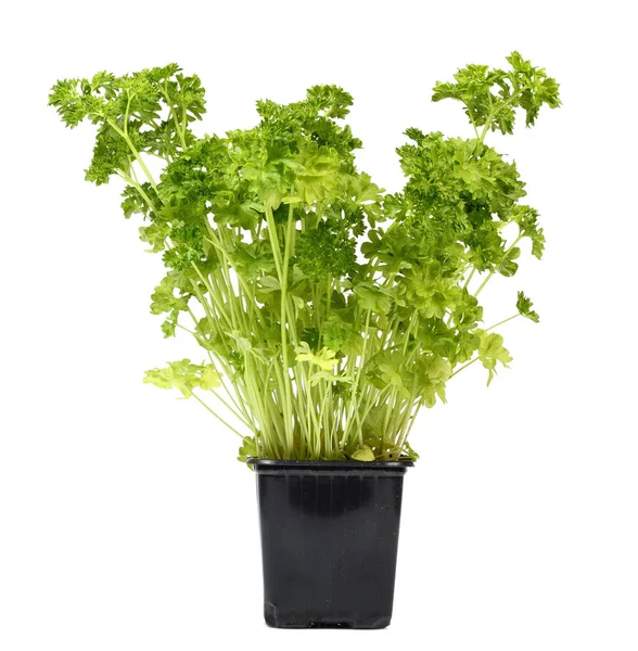 Inggris Parsley Sprouts Flower Pot Terisolasi Pada Latar Belakang Putih — Stok Foto