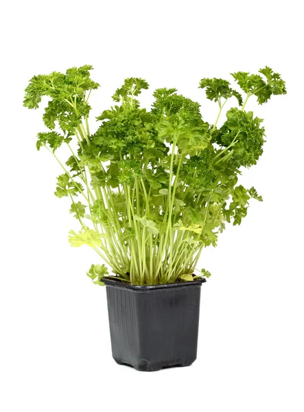 Inggris Parsley Sprouts Flower Pot Terisolasi Pada Latar Belakang Putih — Stok Foto