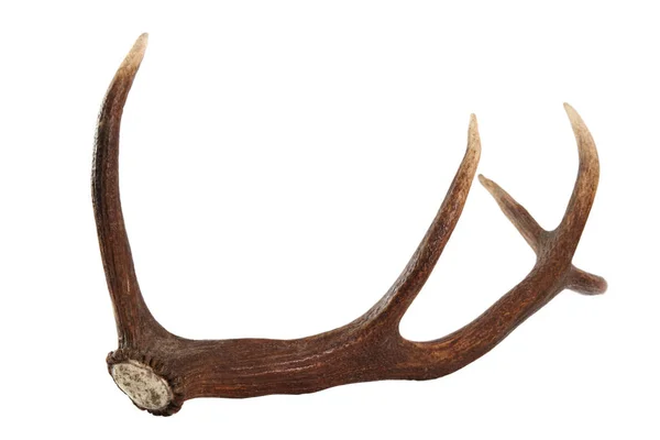 Red Deer Hjorthorn Isolerad Vit Bakgrund — Stockfoto
