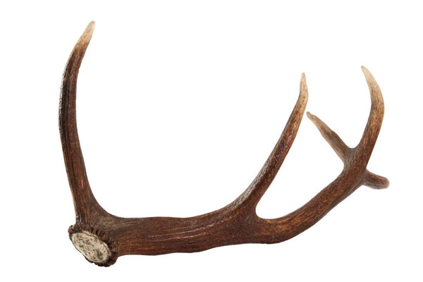 Red deer antler. Isolated on a white background.