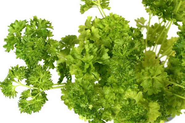 Inggris Parsley Sprouts Flower Pot Directly Terisolasi Pada Latar Belakang — Stok Foto