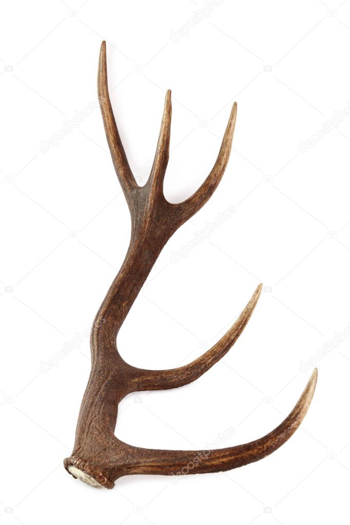 Red deer antler. Isolated on a white background.