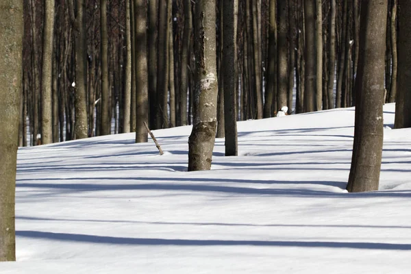 tree trunks on snow covered ground with shadows