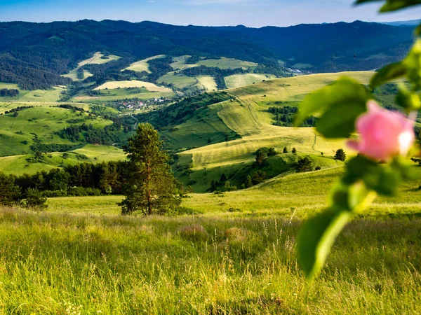 Spis Magura Flor Rosa Selvagem Primeiro Plano Cordilheiras Norte Eslováquia — Fotografia de Stock