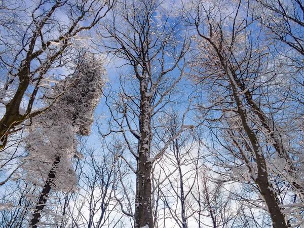 Ağaçların Kış Mavi Gökyüzü Arka Plan Alttan Görünüm — Stok fotoğraf