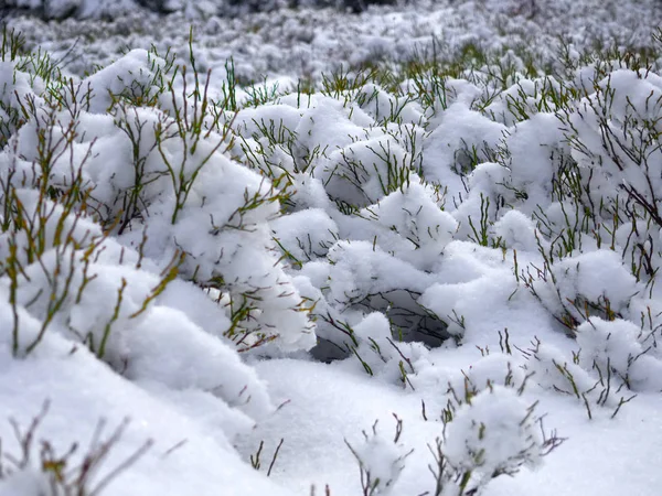 겨울에는 블루베리 Beskids 폴란드 — 스톡 사진