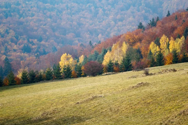 丘の上の黄色豊か木の季節ビュー — ストック写真