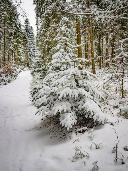 겨울에 눈으로 전나무 — 스톡 사진