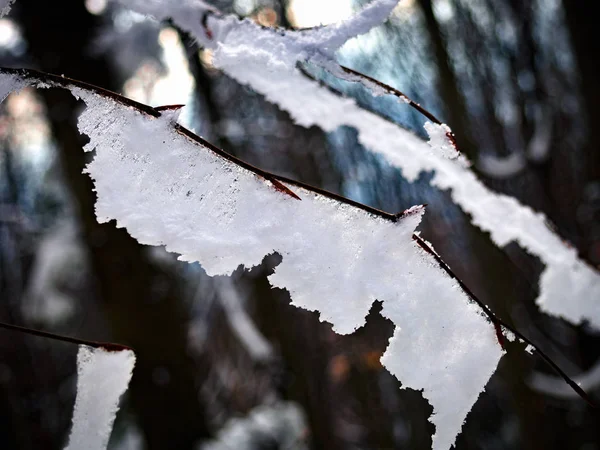 Ветка Замерзшего Дерева Покрыта Снегом Закрыть — стоковое фото