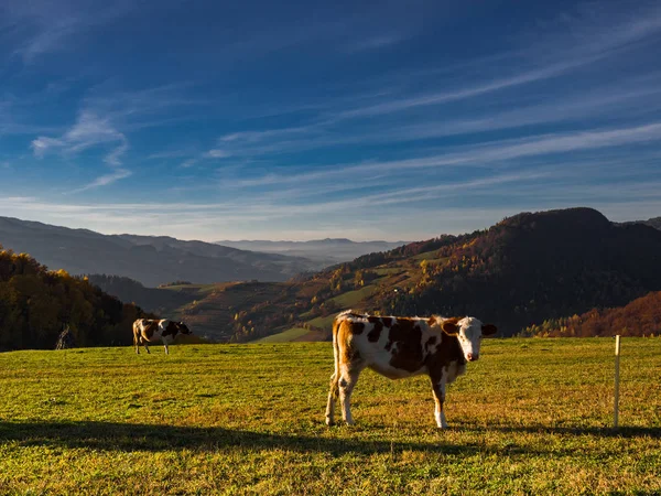 Pâturage Des Vaches Dans Les Pâturages Beskids Mountains Automne Proximité — Photo