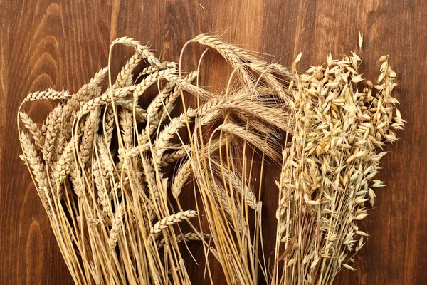 Cereal Plants. Wheat, Rye, Oat (Avena).