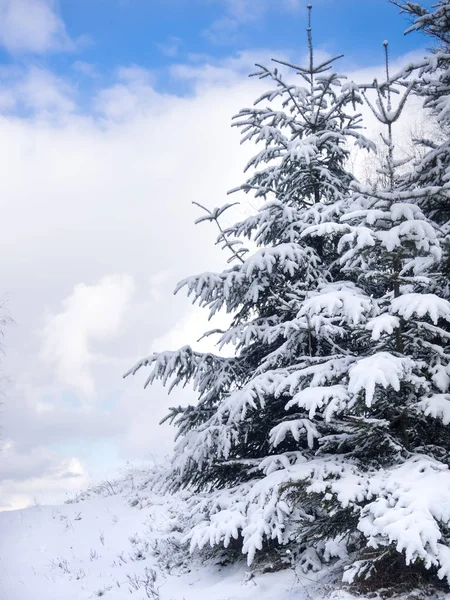 Tepede Gökyüzü Arka Plan Karla Kaplı Köknar Ağacı — Stok fotoğraf