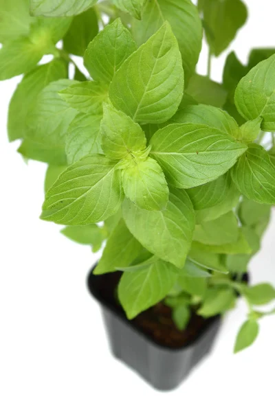 Lemon Basil Kemangi Lemon Tumbuh Dalam Pot Bunga — Stok Foto