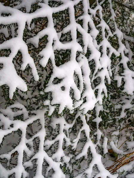 Branche Sapin Couverte Neige Forme Toile — Photo