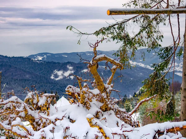 Umgestürzte Baumwurzeln Mit Schnee Bedeckt Auf Bergen Hintergrund — Stockfoto