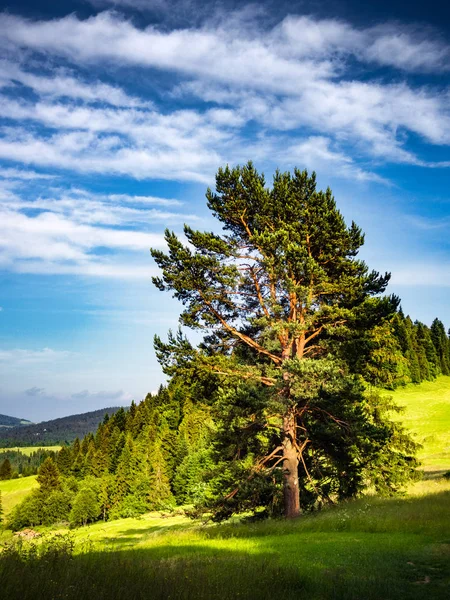 夏天日落时的松树 皮内尼山 — 图库照片