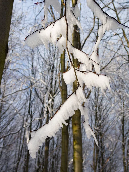 Karlı Ağaç Dalı — Stok fotoğraf