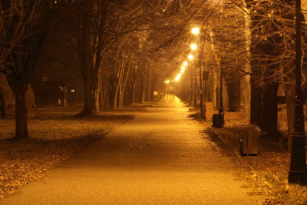 Pohled Stáž Stromy Nočním Osvětlovaném Místě Parku — Stock fotografie