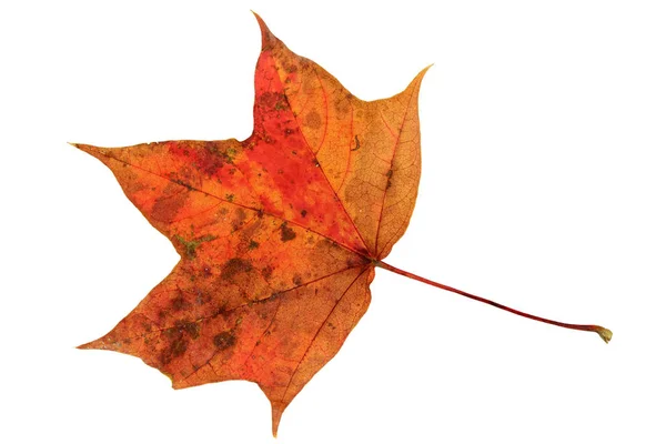 Oranje Herfst Blad Geïsoleerd Witte Achtergrond — Stockfoto