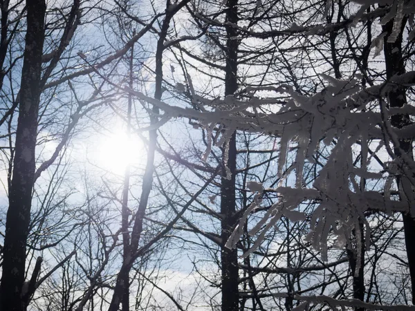 Branch trees covered with snow at sun background