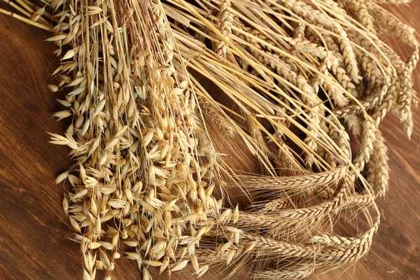 Plantas Cereais Trigo Centeio Aveia Avena — Fotografia de Stock