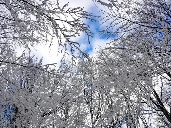 Alt Görünümü Ağaçlar Mavi Gökyüzü Arka Plan Kar Kaplı — Stok fotoğraf