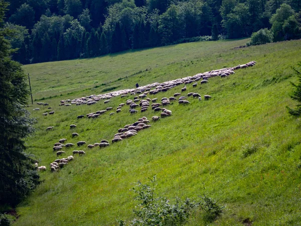 Bando Ovelhas Pieniny Mountains Polónia — Fotografia de Stock