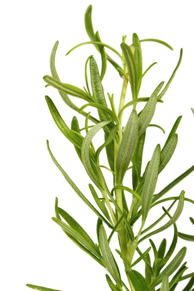 Fresh Rosemary White Background — Stock Photo, Image