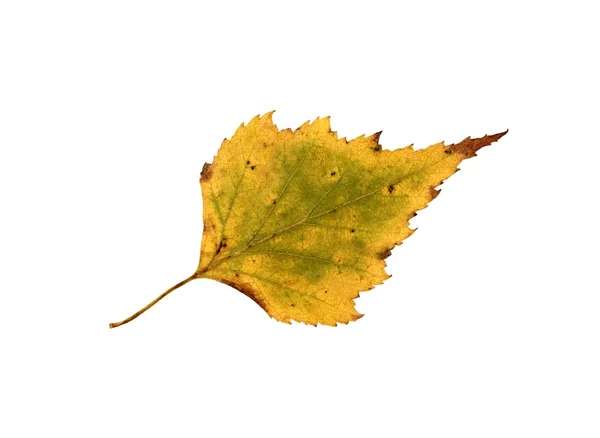 Żółty Jesienny Liść Białym Tle — Zdjęcie stockowe