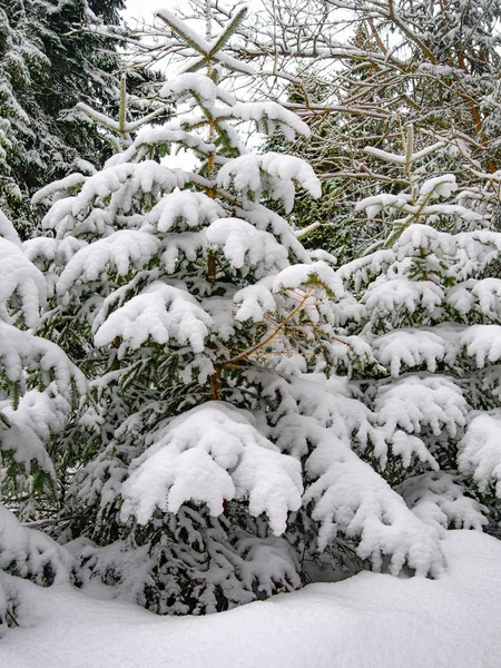 Ель Зимой Покрыта Снегом — стоковое фото