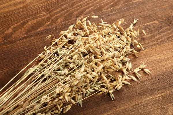 Oat Avena Dry Plants — Stock Photo, Image