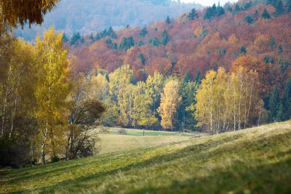 Sezonowe Zobacz Żółty Foliaged Drzew Wzgórzu — Zdjęcie stockowe