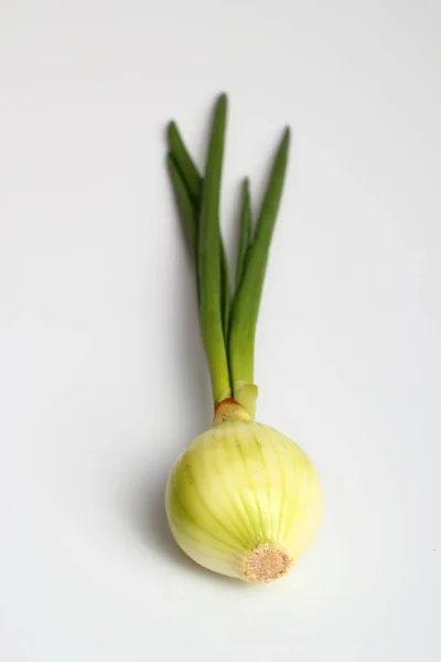 Spring Onion White Background — Stock Photo, Image