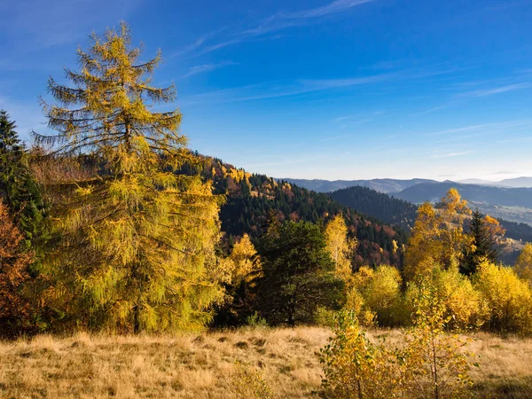 Góry Beskid Jesienią Zakres Jaworzyna Pobliżu Piwniczna Zdroj Polska — Zdjęcie stockowe