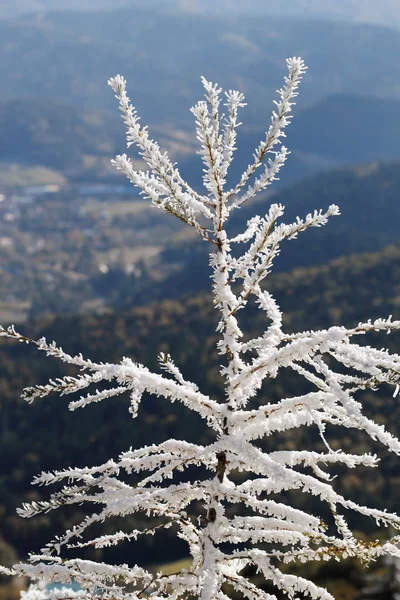 Parlak Güneş Işığı Altında Buzlu Köknar Ağacı Kadeh Yukarıya Kapatmak — Stok fotoğraf
