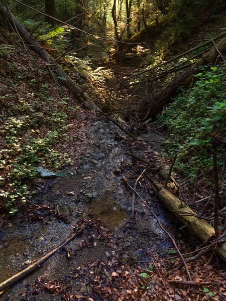 Árboles Caídos Sobre Arroyo Bosque Soleado — Foto de Stock