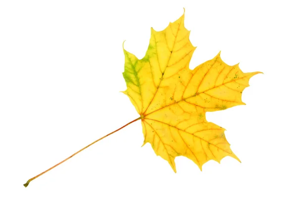 Yellow Autumnal Leaf Isolated White Background — Stock Photo, Image
