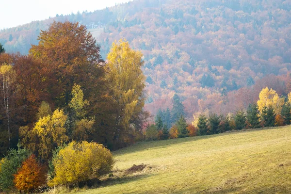 Sezonowe Zobacz Żółty Foliaged Drzew Wzgórzu — Zdjęcie stockowe