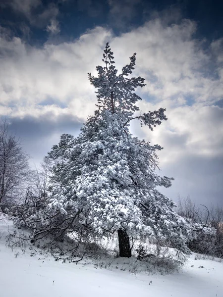 소나무는 겨울에 눈으로 — 스톡 사진
