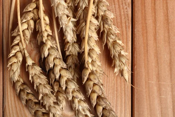 Wheat Ears Wooden Plank Table — Stock Photo, Image