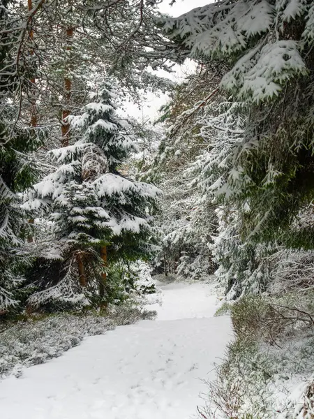 Beskids 폴란드 — 스톡 사진