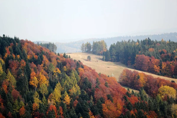 Vista Stagionale Alberi Fogliati Gialli Collina — Foto Stock