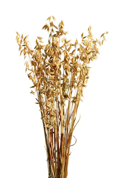 Oat Avena Dry Plants — Stock Photo, Image