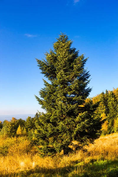 Pine Tree Autumn Stock Picture