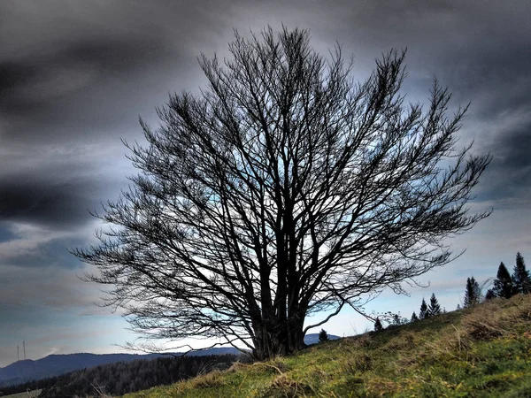 Osamělý Strom Bez Listí Podzim — Stock fotografie